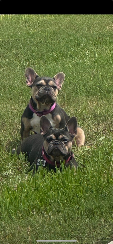 Entry image for Cardi & Dior . Clicking this image will show a larger photo