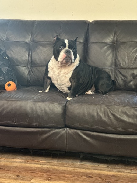 Entry image for Dolly. Clicking this image will show a larger photo