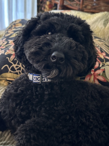 Entry image for Ziggy. Clicking this image will show a larger photo