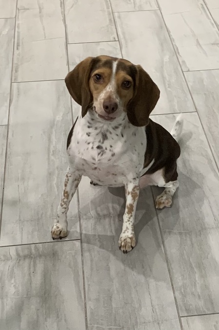 Entry image for Zoey. Clicking this image will show a larger photo