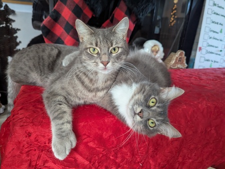 Entry image for Tigger & Junior. Clicking this image will show a larger photo