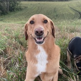 Entry image for Harper