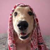 Entry image for Maggie Mae
