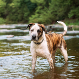 Entry image for Gus