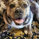 Entry image for Marley