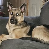 Entry image for Bandit