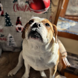 Entry image for Maggie aka Potato