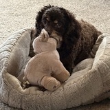 Entry image for Macie
