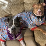 Entry image for Harlow and Rocky
