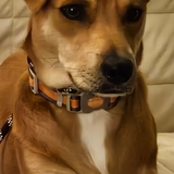 Entry image for Lucy