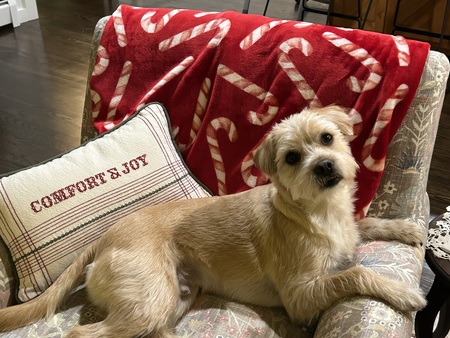 Entry image for Odie. Clicking this image will show a larger photo