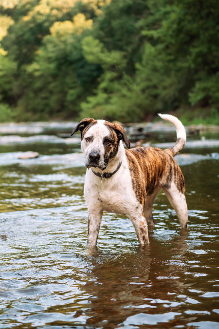 Entry image for Gus. Clicking this image will show a larger photo