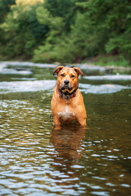 Entry image for Winnie. Clicking this image will show a larger photo