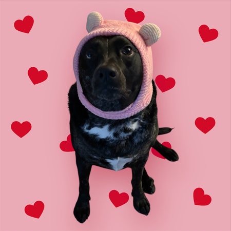 Entry image for Maggie. Clicking this image will show a larger photo