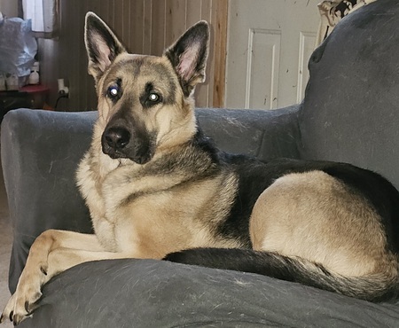 Entry image for Bandit. Clicking this image will show a larger photo