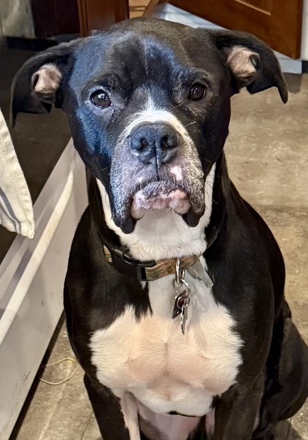 Entry image for Roscoe. Clicking this image will show a larger photo