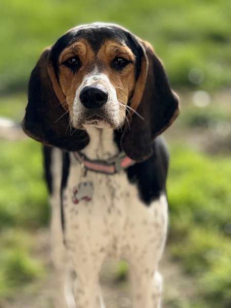 Entry image for Molly. Clicking this image will show a larger photo