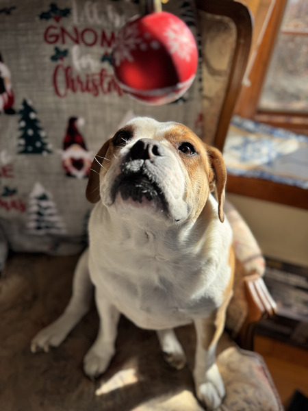 Entry image for Maggie aka Potato. Clicking this image will show a larger photo