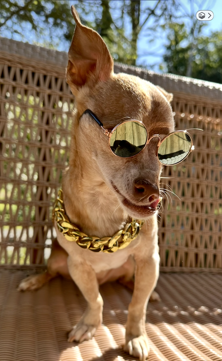 Entry image for Tito . Clicking this image will show a larger photo