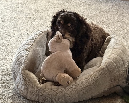 Entry image for Macie. Clicking this image will show a larger photo