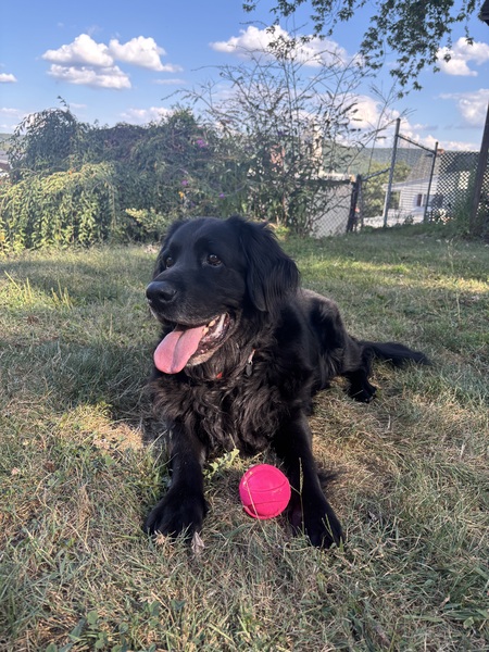 Entry image for Tucker. Clicking this image will show a larger photo