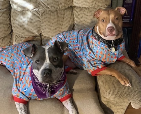 Entry image for Harlow and Rocky. Clicking this image will show a larger photo