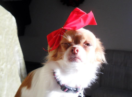 Entry image for Mimi. Clicking this image will show a larger photo