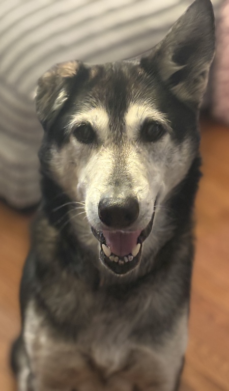 Entry image for Wolfie. Clicking this image will show a larger photo