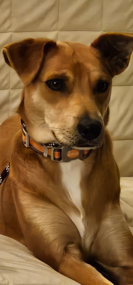 Entry image for Lucy. Clicking this image will show a larger photo