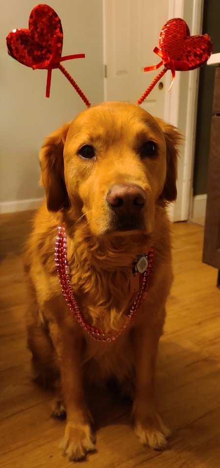Entry image for Chubbs. Clicking this image will show a larger photo