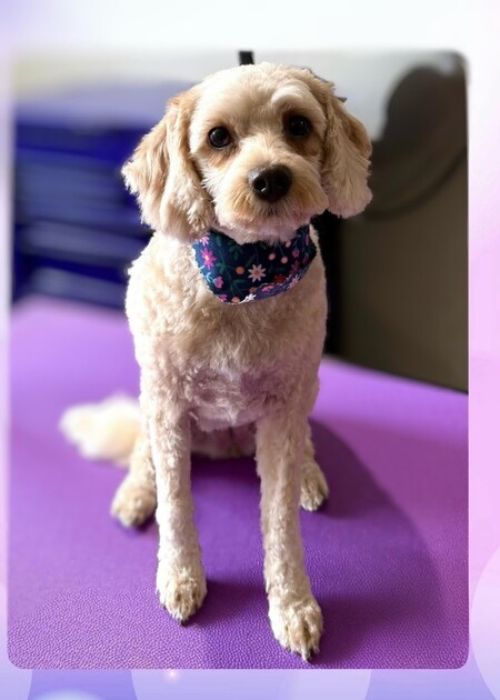 Entry image for Lady Lou. Clicking this image will show a larger photo