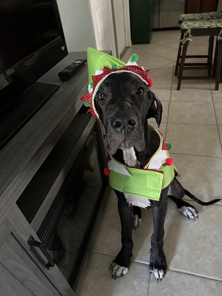 Entry image for Moose. Clicking this image will show a larger photo