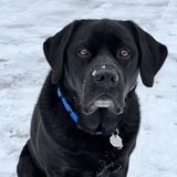 Entry image for Bear