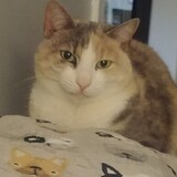 Entry image for Pearl