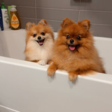 Entry image for Roma, Chanell 