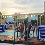 Entry image for Daisy and Layla 