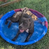 Entry image for Bones and Moo