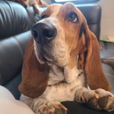 Entry image for Daisy & Chance