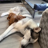 Entry image for Wes & Petunia