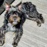 Entry image for Goldie