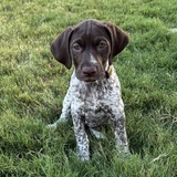 Entry image for Sylvie