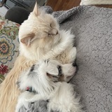 Entry image for Ziggy & Mozart 