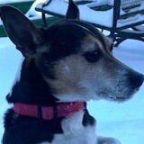 Entry image for Snowbie Juan Kenobi