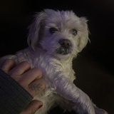 Entry image for Toby