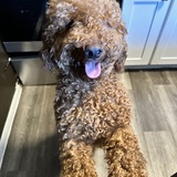 Entry image for Teddy 