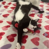 Entry image for Sebastian 