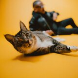 Entry image for Koda