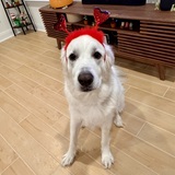 Entry image for Ollie