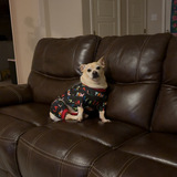 Entry image for Shorty