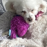 Entry image for Gigi 